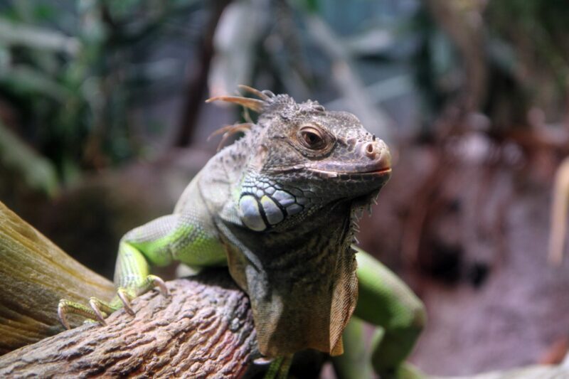 Iguana